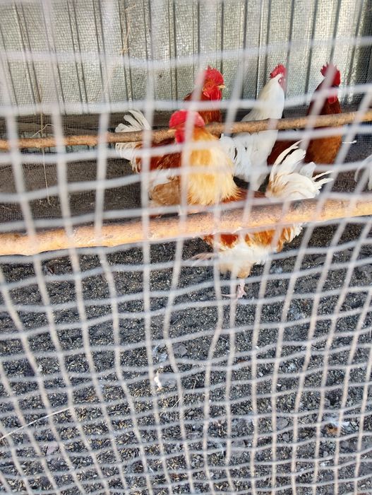 Продам петухов домашние