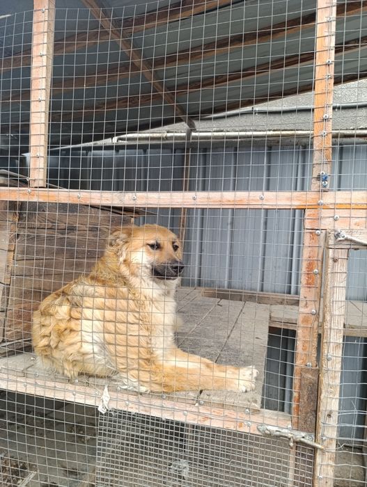 Овчарка смешанная