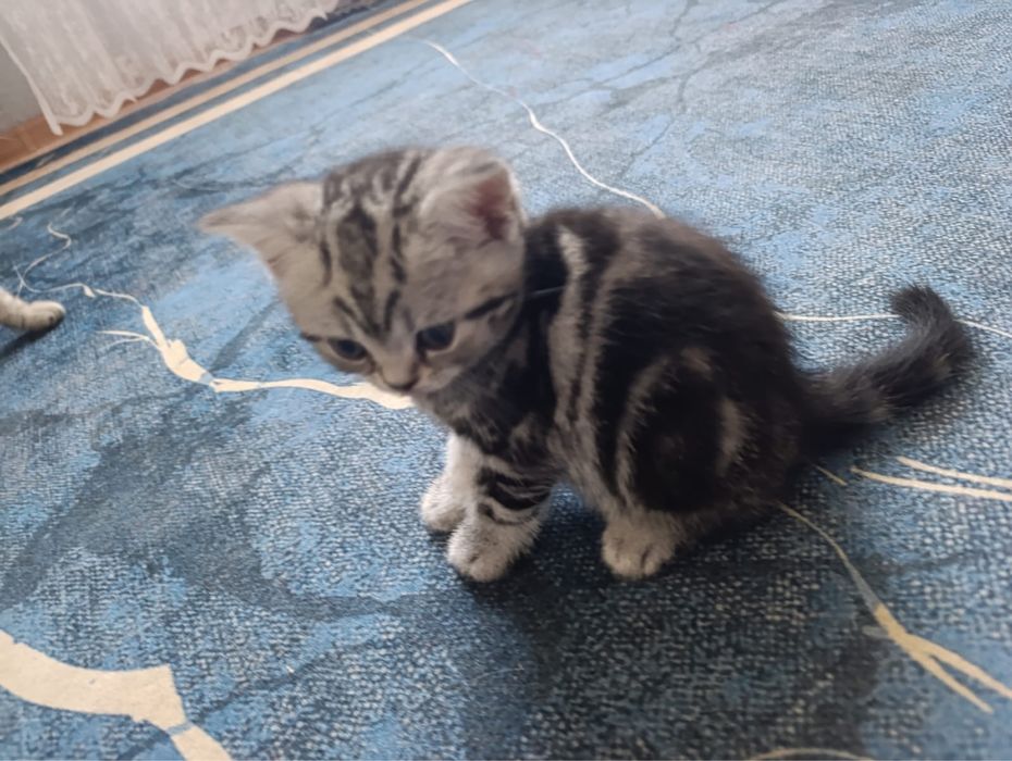 Продам породистых котят