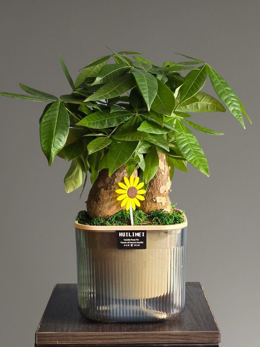 Пахира Бонсай Цветы Орхидея Орхидеи