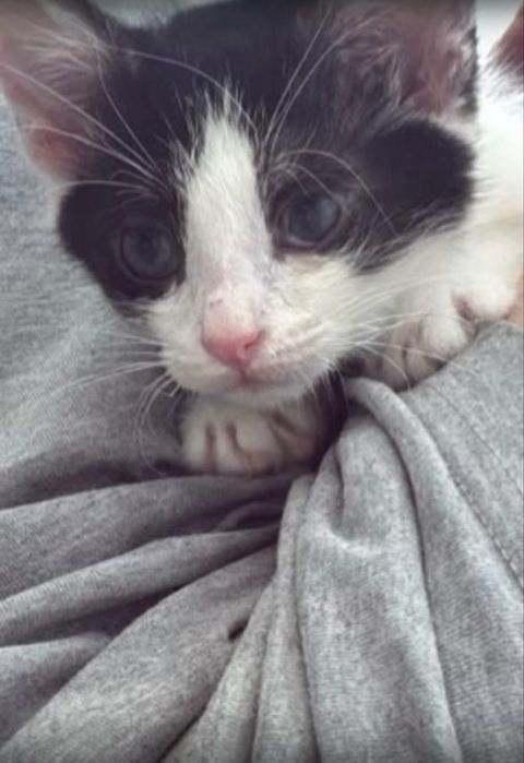 Отдам котенка в добрые руки