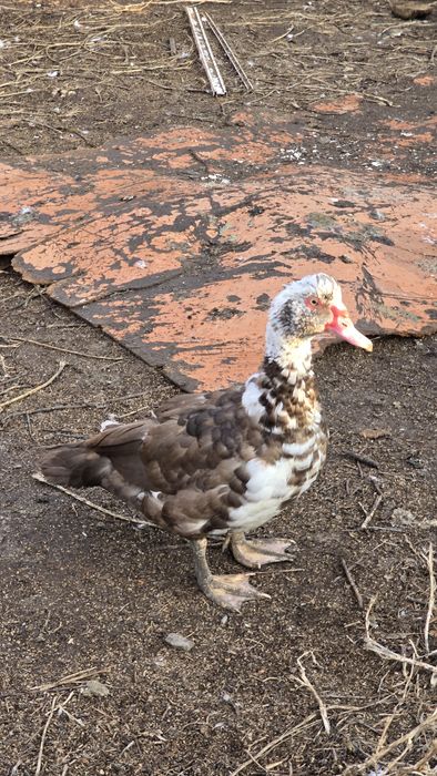 Индоутки продам .