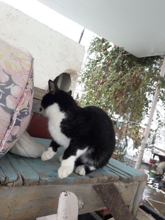 Ласковый котёнок мальчик ищет дом