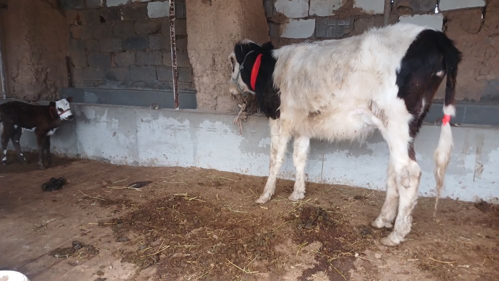 Бұзпулы сиыр сатылады туркестан