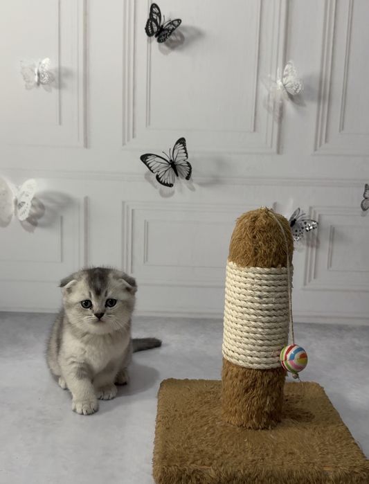 Продаются котята  вислоухие