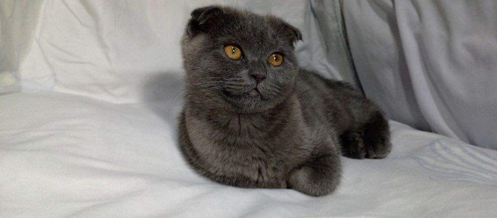 Продаётся котёнок! Порода Британская короткошёрстная.