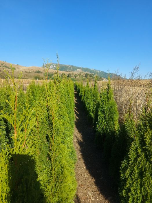 Tuia  Smaragd 150-160 cm