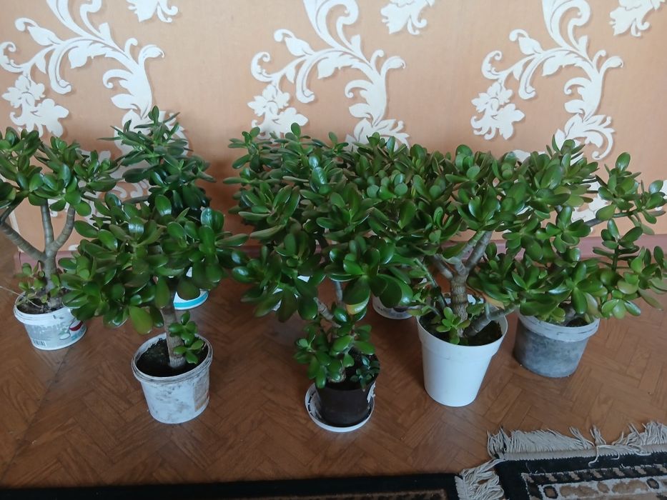 Цветы-денежное дерево