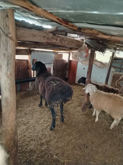 Гиссар қошқар ұрықтықка