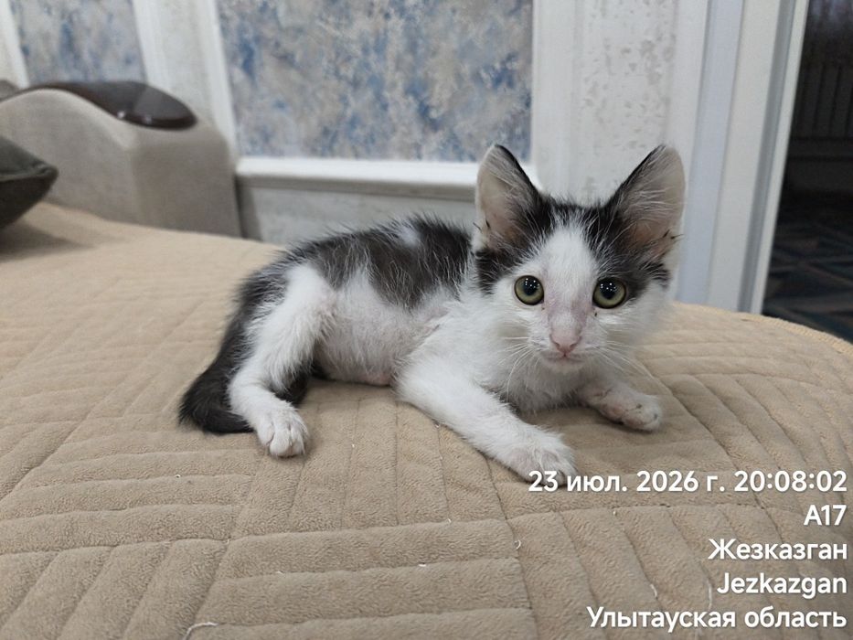 Привезу котёнка, будущий крысолов