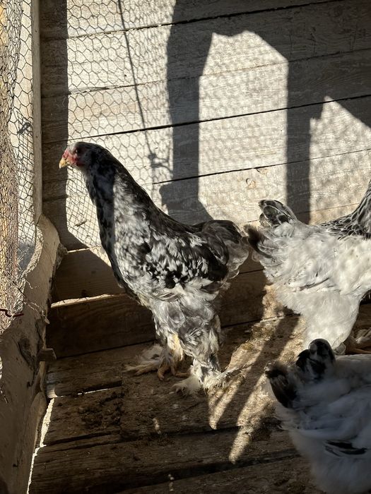 Tineret brahma 3 hd si un bobat