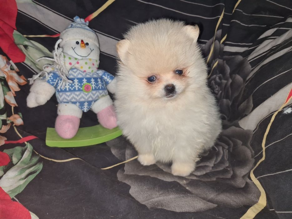 Продам щенков шпица.