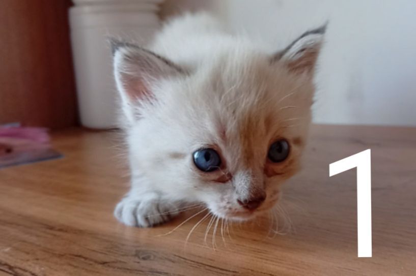 Продаются котята