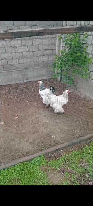 Brama tuxumlari atiga 10 ming som