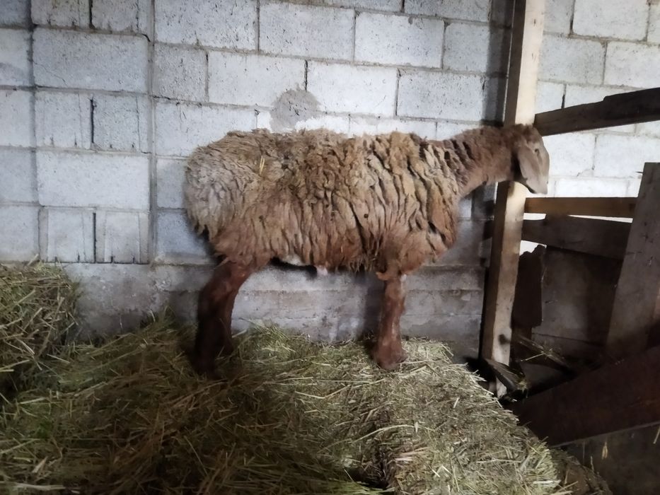 Тоқты қошқар сатылады