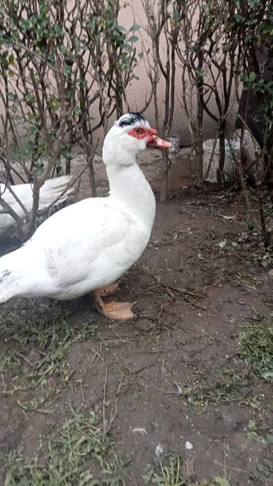 Vând ratoi lasesc / ratoi mut