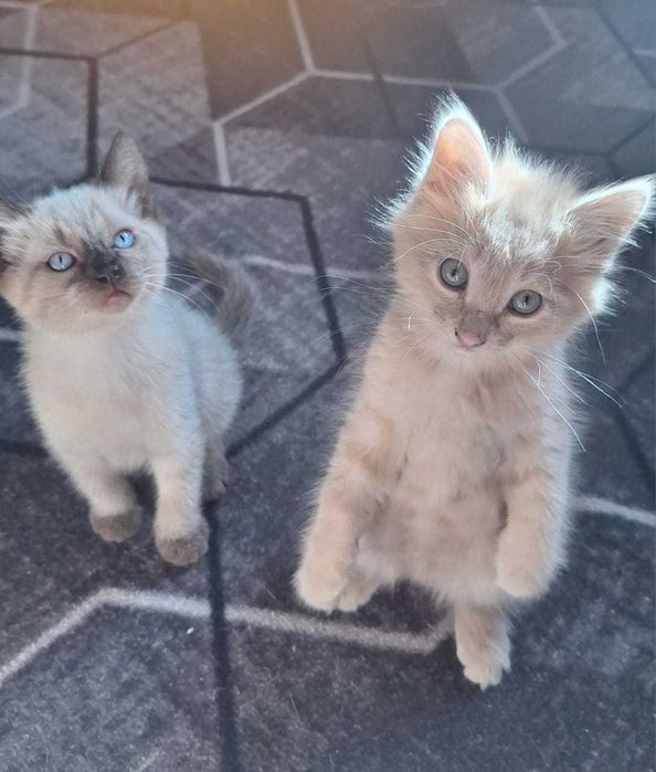 Котенок, котята.  Котики