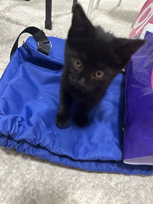 котенок в добрые руки