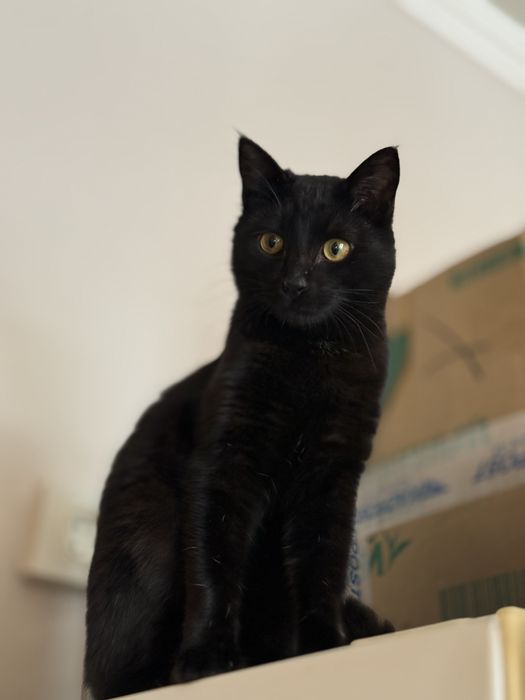 Багира красивая ласковая кошка