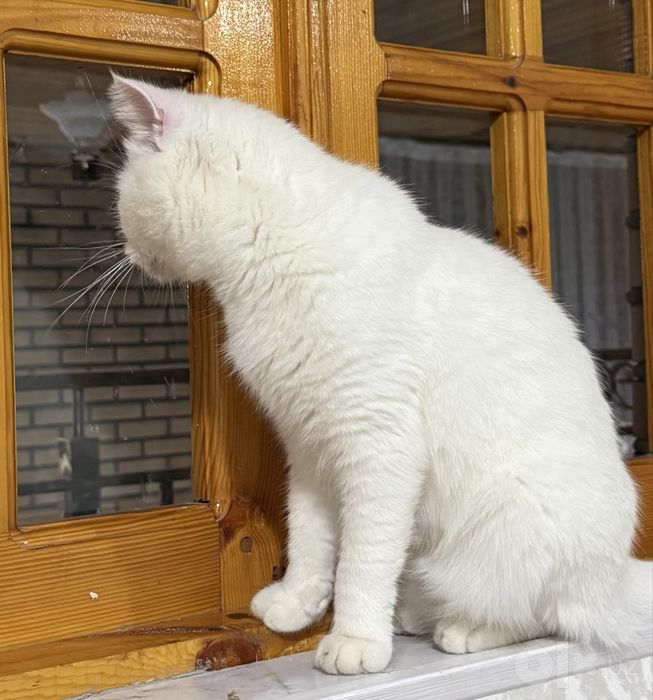 Продается British Shorthair!