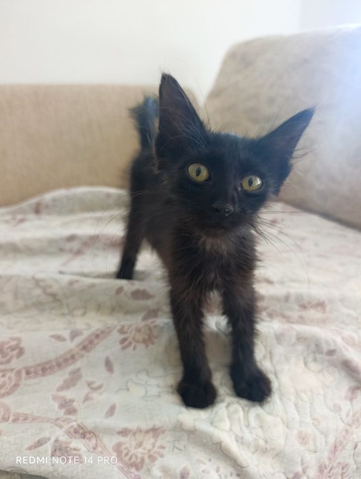 Котенок в добрые руки
