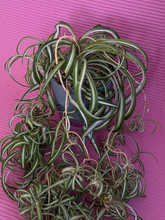 Хлорофитум кудрявый