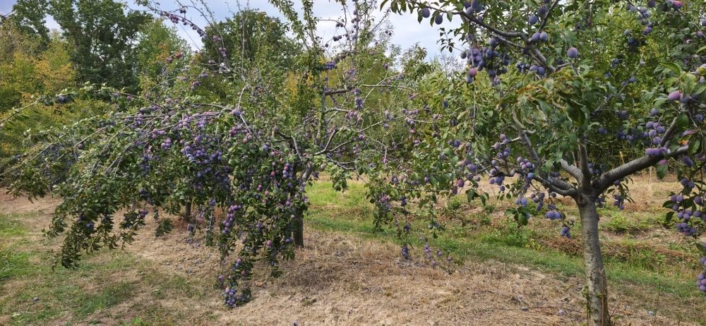 Prune de vânzare, zona Botesti Arges