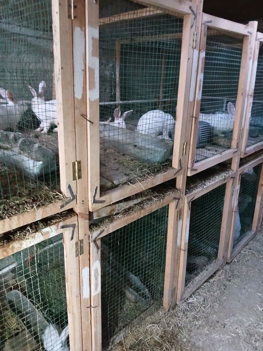 Italiyadan keltirilgan xikol zoyli quyonlar sotiladi