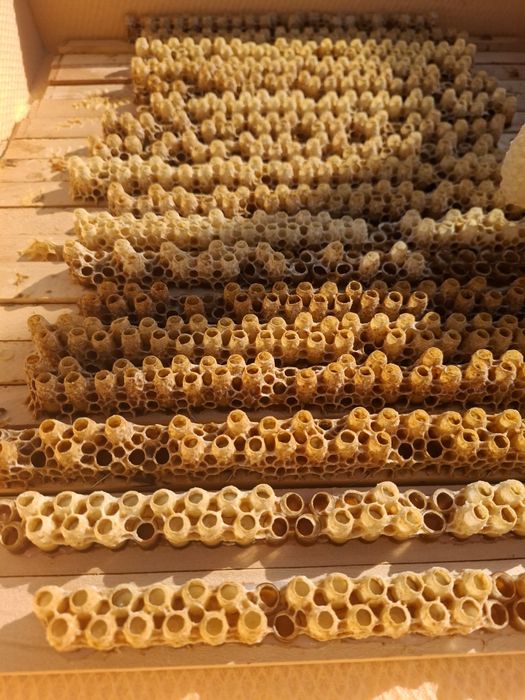 Laptisor de matca pur 100%