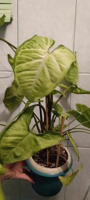 Сингониум,сансевьера, хлорофитум,бегония