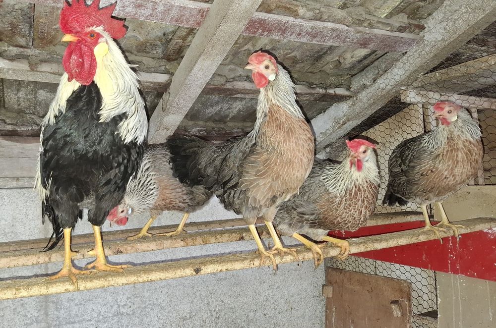 Vand ouă Jersey Giant Găina Uriașă,SussexHD, ItalianaArgintie.