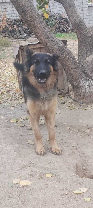 Немецкая овчарка