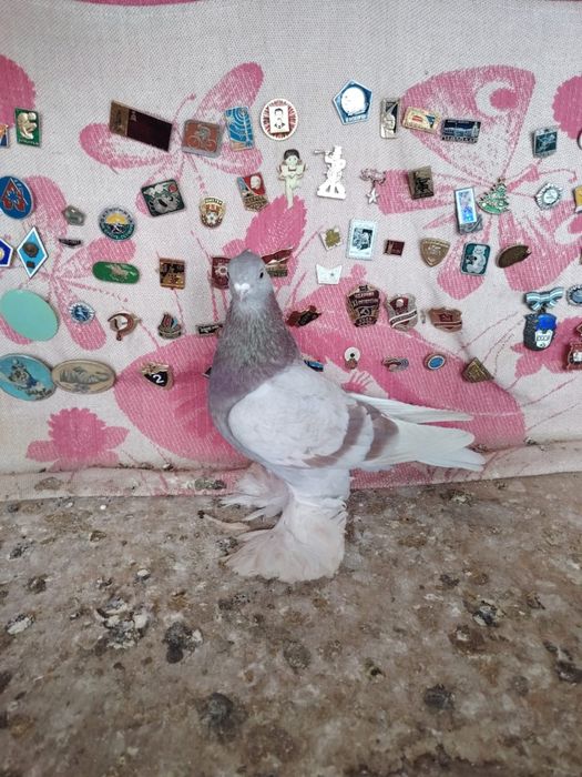 Продам молодую бусую голубку