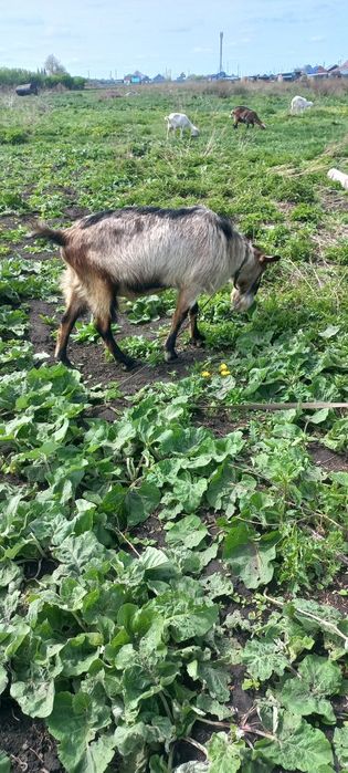 Козёл альпиец на племя.