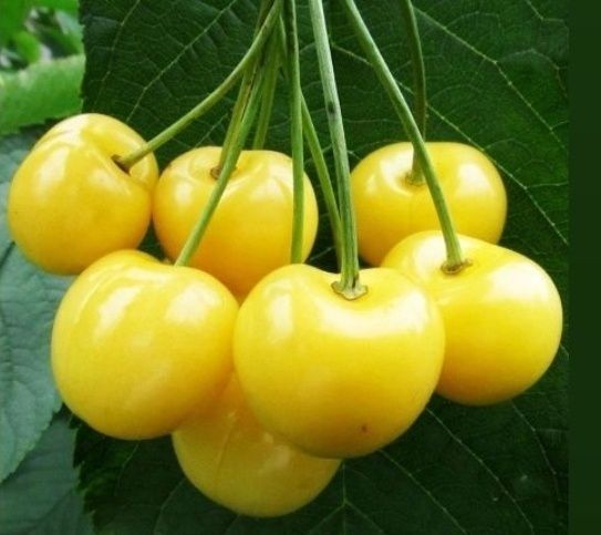 Cires galben imperial