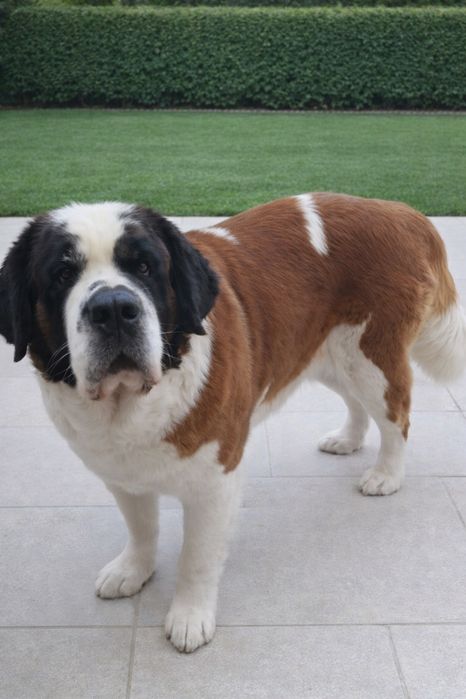 Продам щенков Сенбернара (Бетховен)