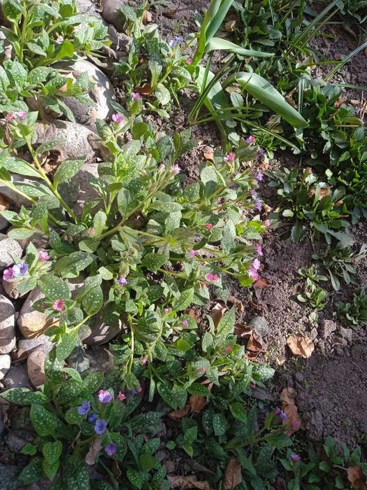 Садовые растения