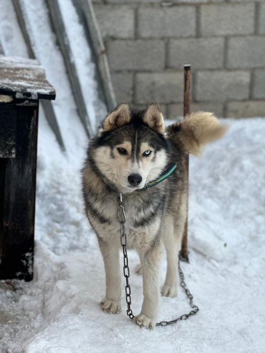 Таза қанды Лайка