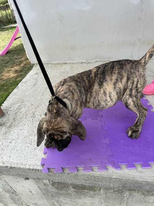 Catei presa canario