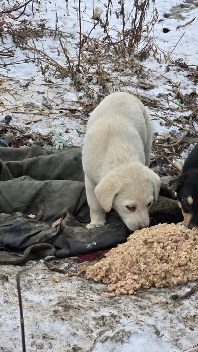 Щенки ищут дом..