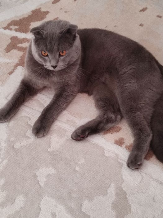 Отдам кота в хорошие руки