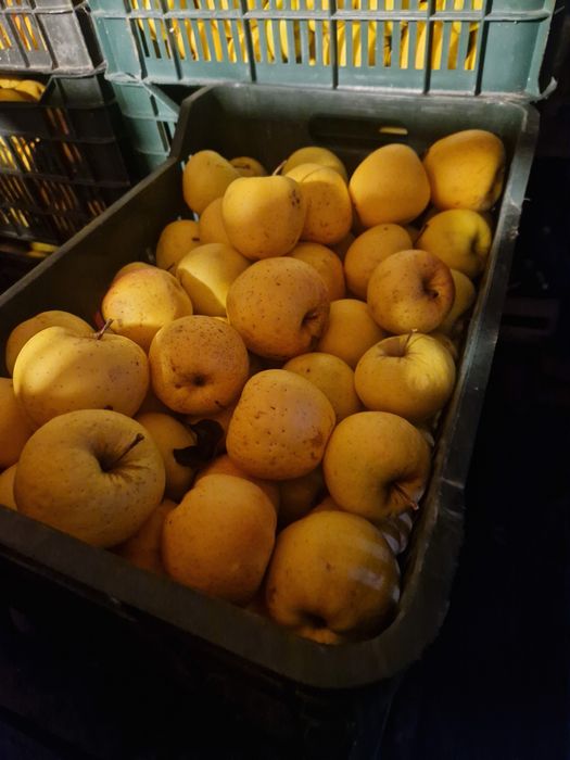 Vand  mere, Golden,  Florina,  Idared, Generos