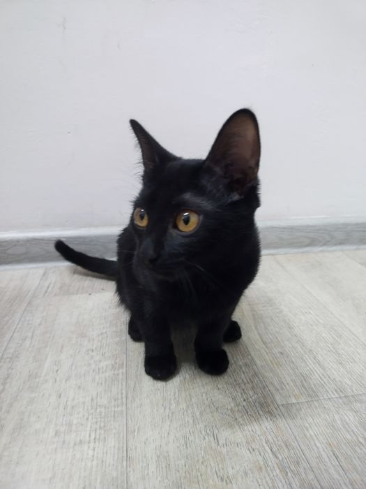 Отдам дарм котенка