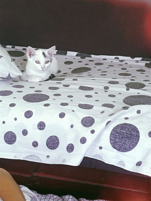 Котенок мальчик.