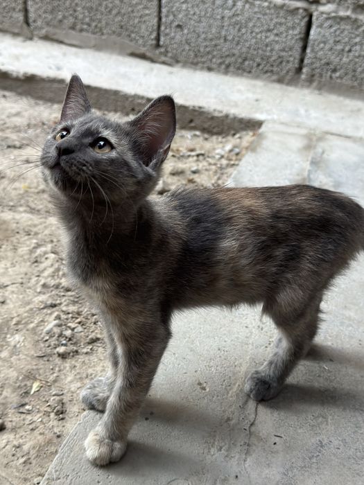 Отдаю котят в хорошие руки даром