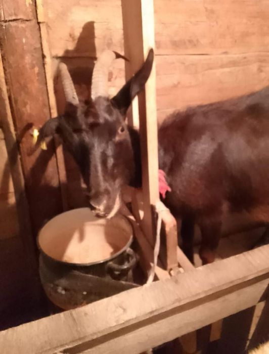 Продам козу дойная