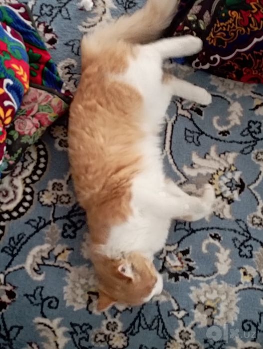 Mushuk sotiladi zotli