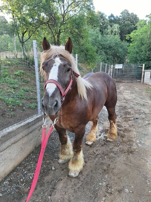 Armăsarii Ardenezii pentru monta