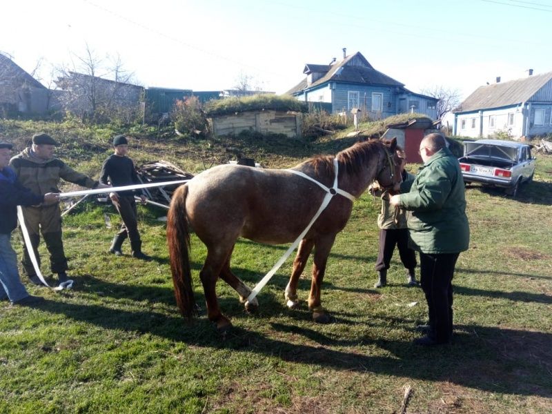 Ветеринарные услуги