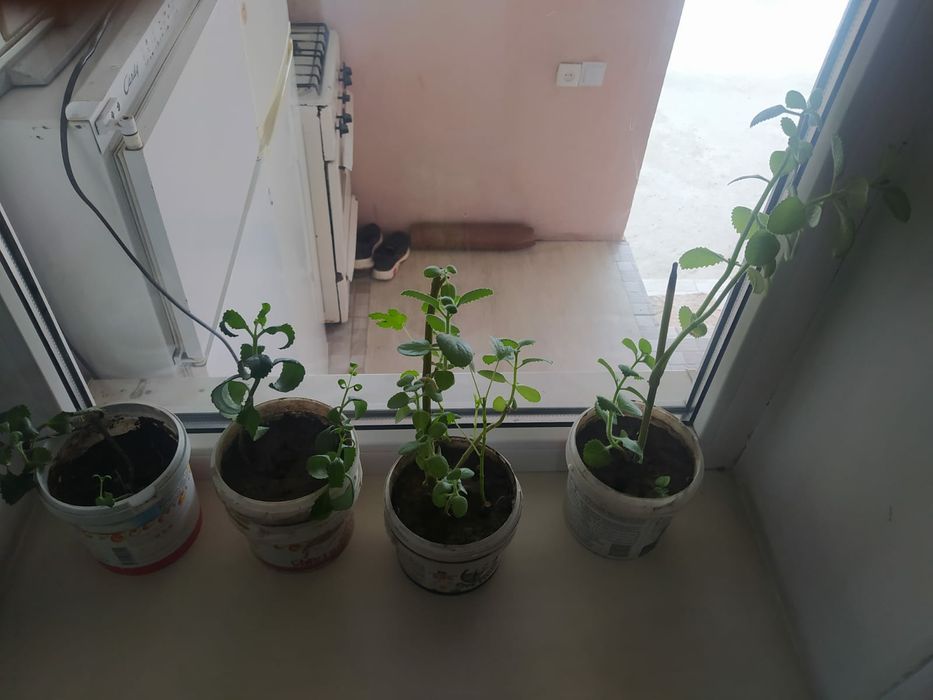 Комнатные цветы продам